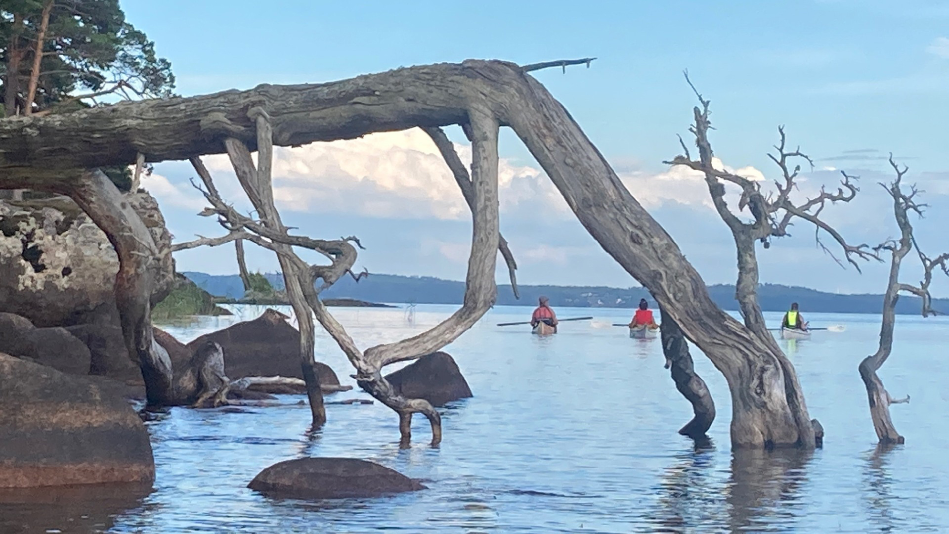tre kajaker bakom dött träd som hänger ut över sjön Vättern