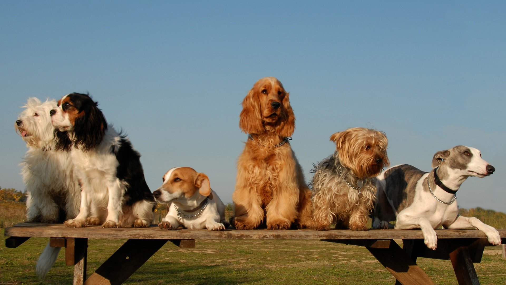 Sex stycken hundar som sitter på en bänk ute i naturen.