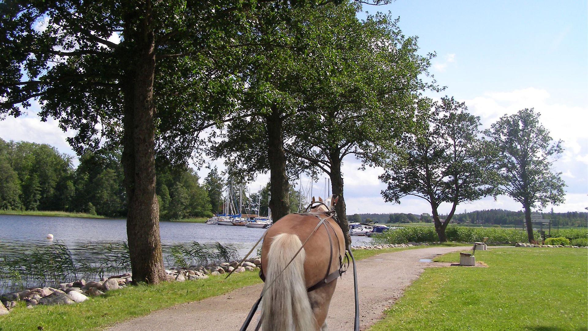 Häst med dragsele går på Strandpromenaden i Askersund