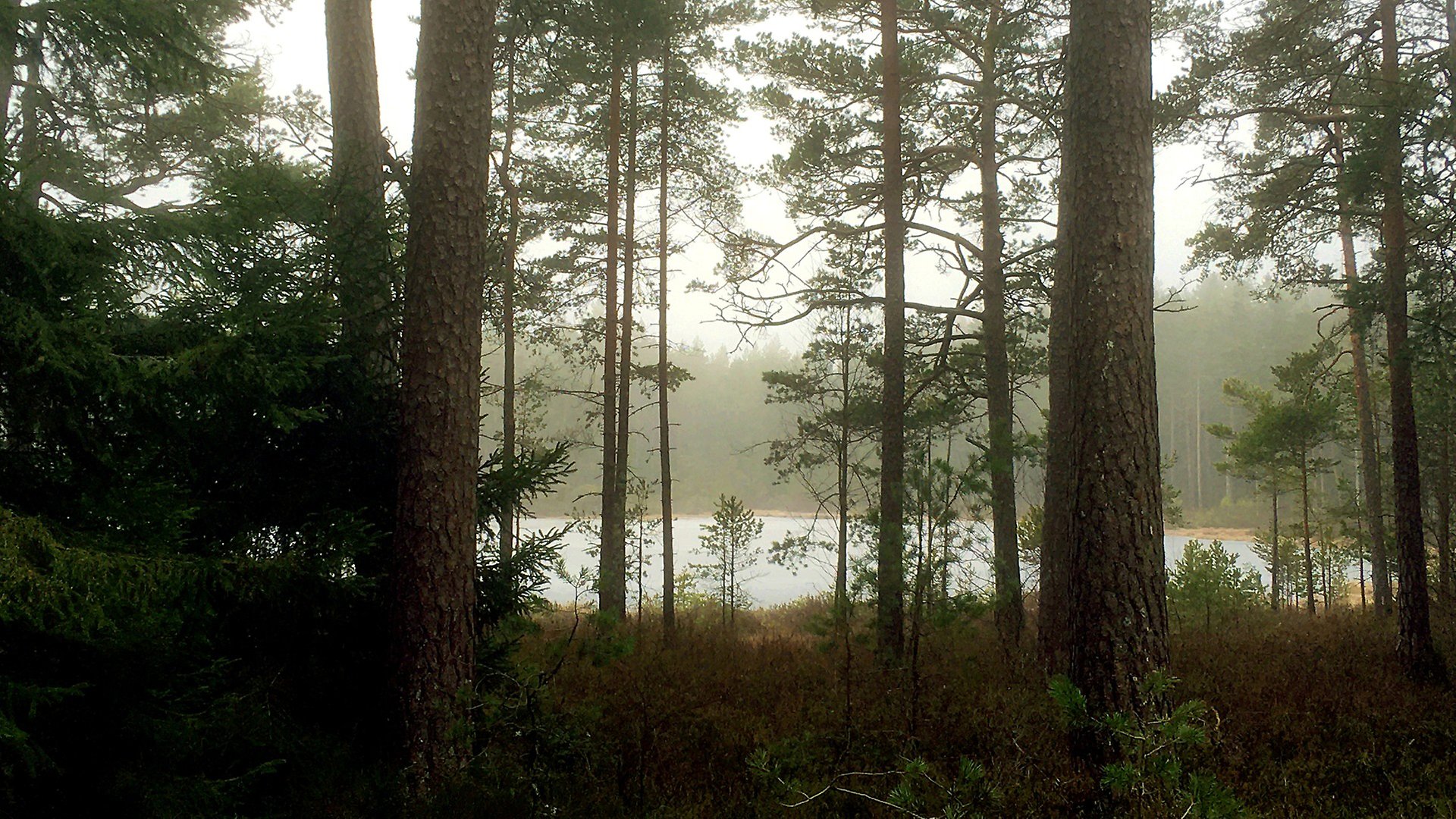 En skog i dimmigt väder. Flera träd i skuggigt ljus och vatten i bakgrunden.