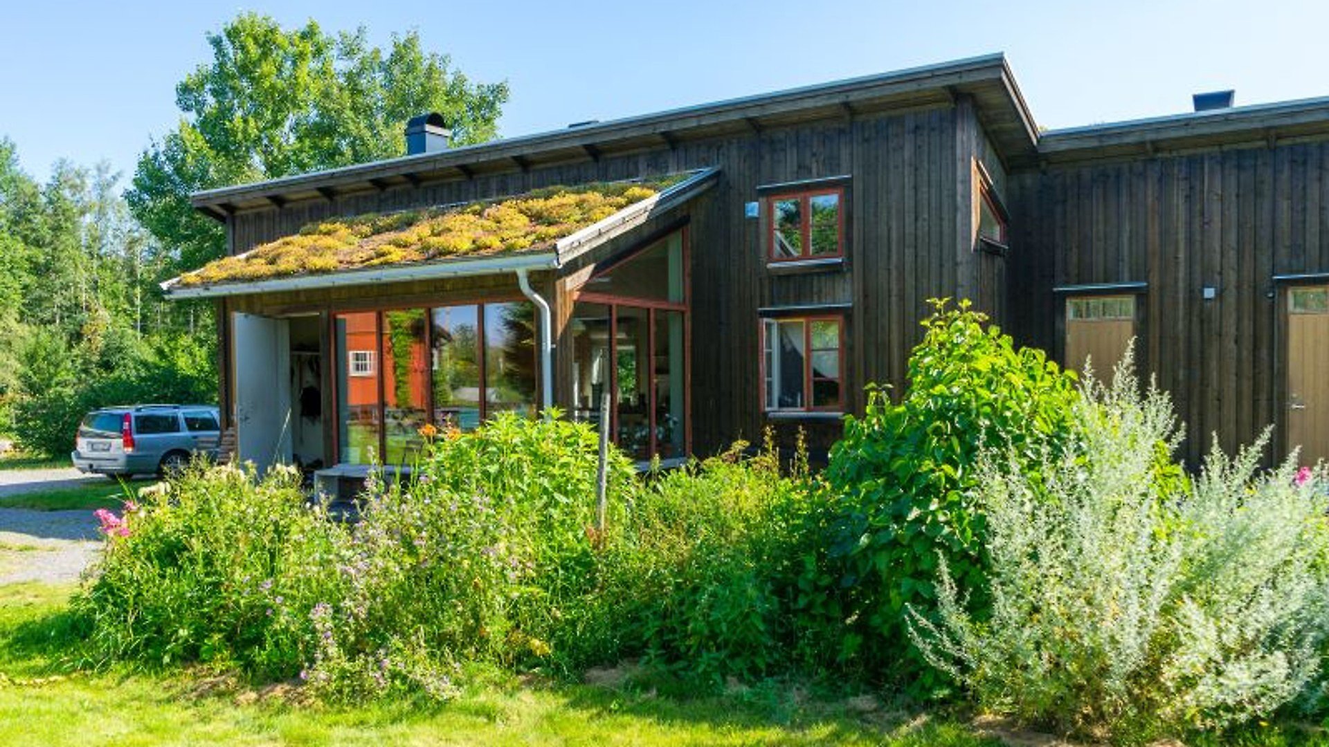 Ett modernt trähus med stora glaspartier bakom grönskande buskar. På delar av husets platta tak växer gräs. 