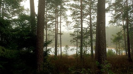 En skog i dimmigt väder. Flera träd i skuggigt ljus och vatten i bakgrunden.