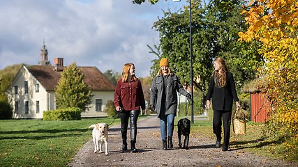 tre unga tjejer med två hundar går på grusväg och pratar med varandra. höstfärger i löven intill vägen och ett vit hus i bakgrunden