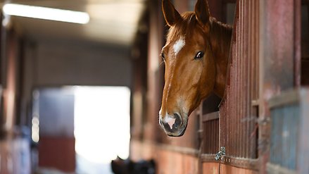Brun häst som tittar ut från sitt bås i stallet. 
