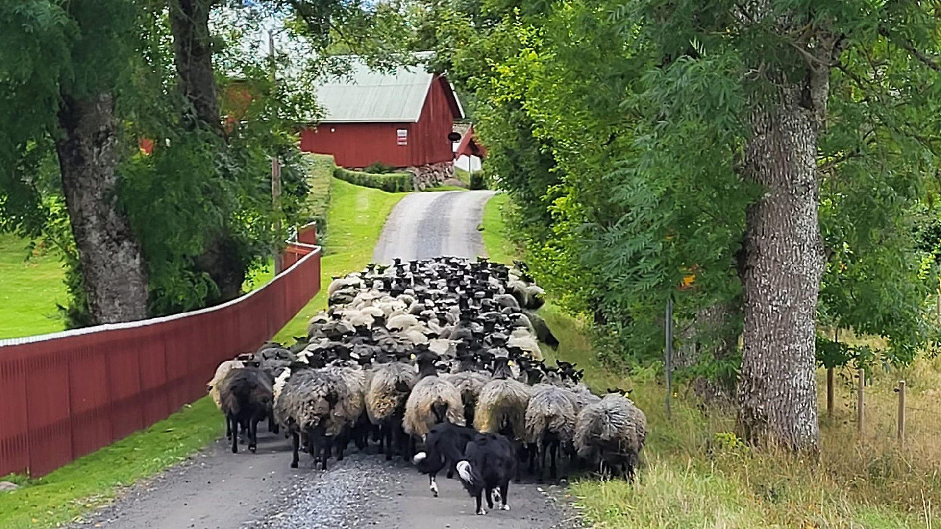 Grupp med får som går på en grusväg med hundar som leder dem. Vid vägen är det träd och ett rött staket. Längre in vid grusvägen står röda trähus.