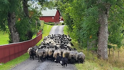 Grupp med får som går på en grusväg med hundar som leder dem. Vid vägen är det träd och ett rött staket. Längre in vid grusvägen står röda trähus.