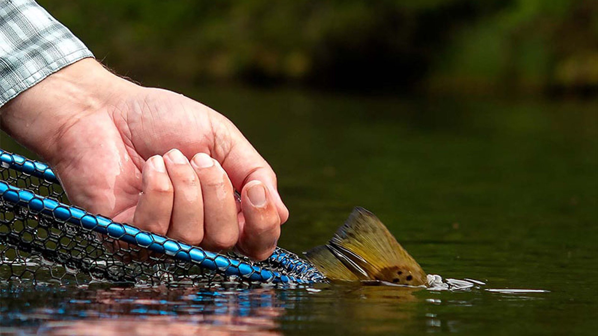 En hand som släpper tillbaka en fisk i vattnet.